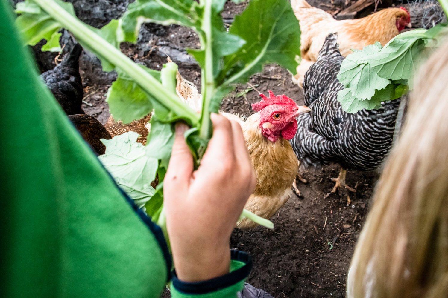 Backyard chickens!