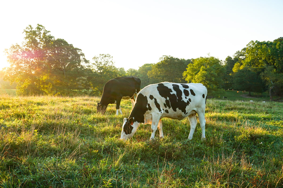 Cows Grazing